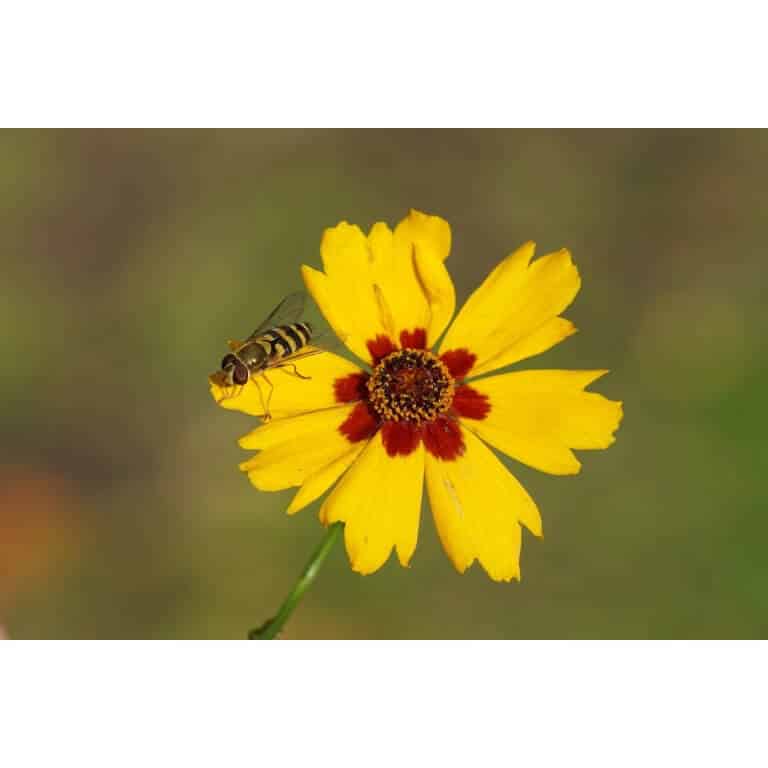 Plains Coreopsis -5326