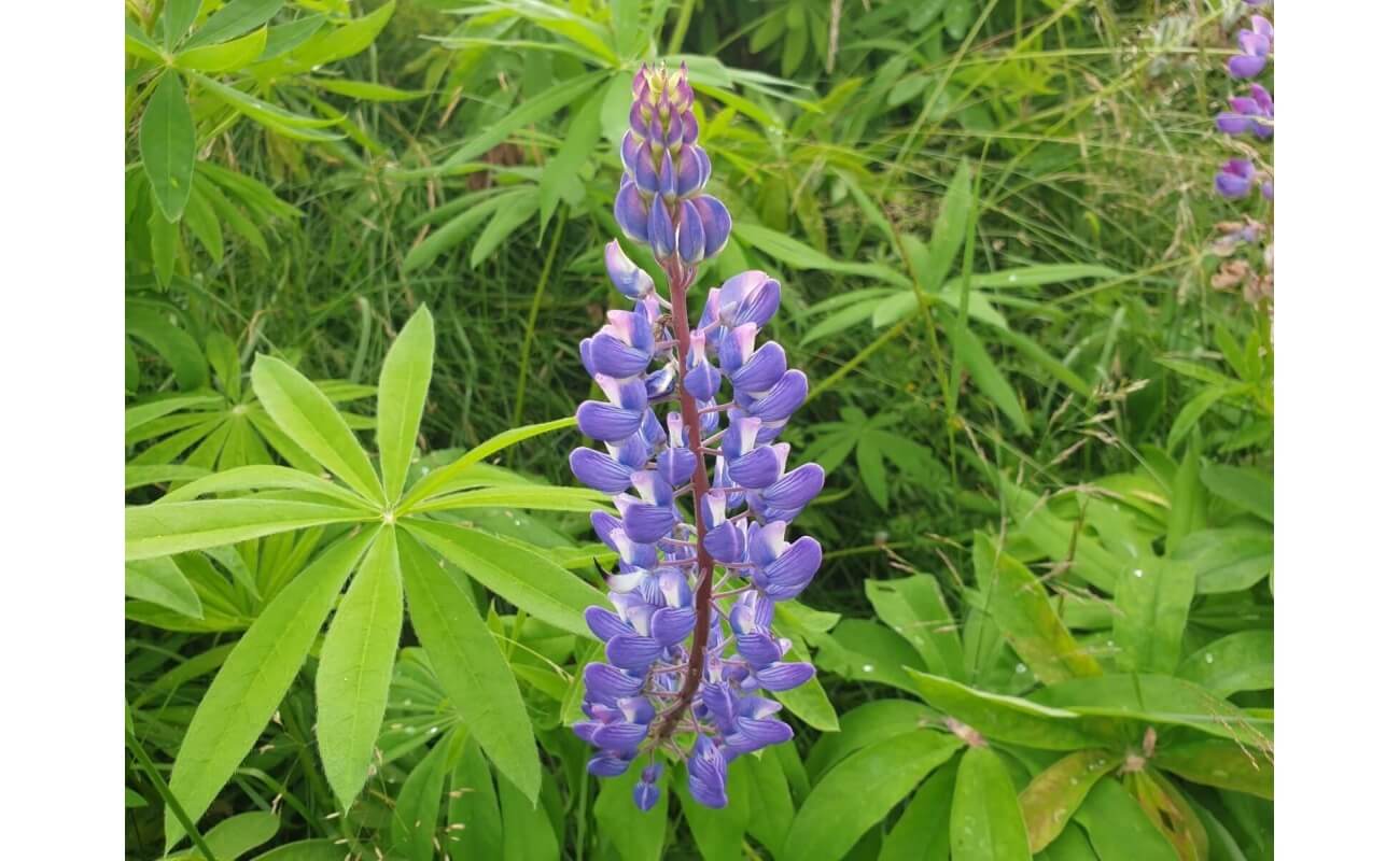 Wild Lupine-5103