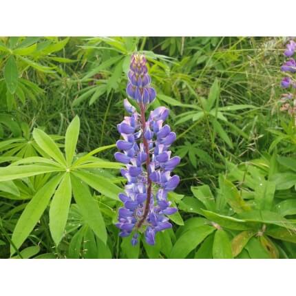 Wild Lupine-5103