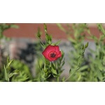 Scarlet Flax-5139