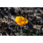 California Poppy-5351