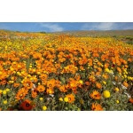 African Daisy-5337