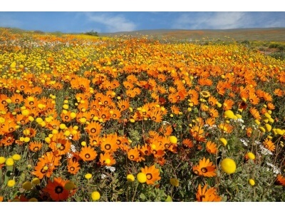African Daisy-5337