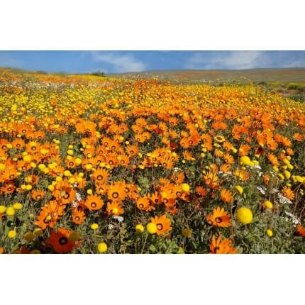 African Daisy-5337