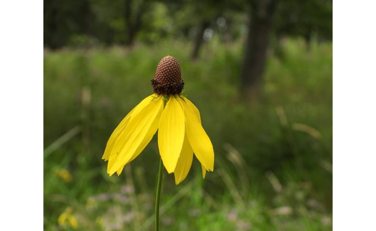 Yellow Prairie Coneflower-5115