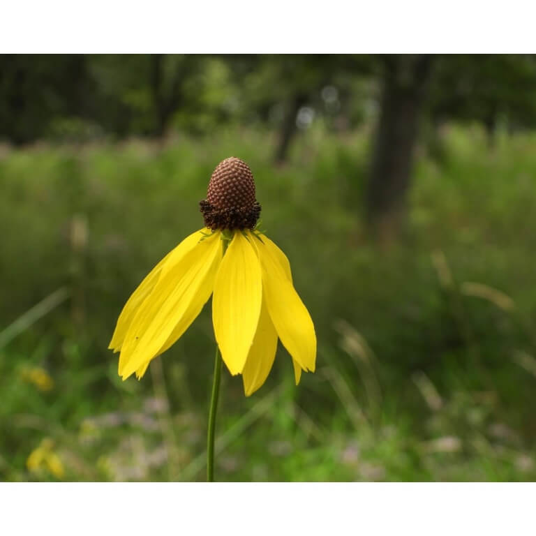 Yellow Prairie Coneflower-5115