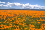 MEADOW OF GOLDEN POPPIES, LUPIN, FIDDLENECK AND GOLDENFIELDS