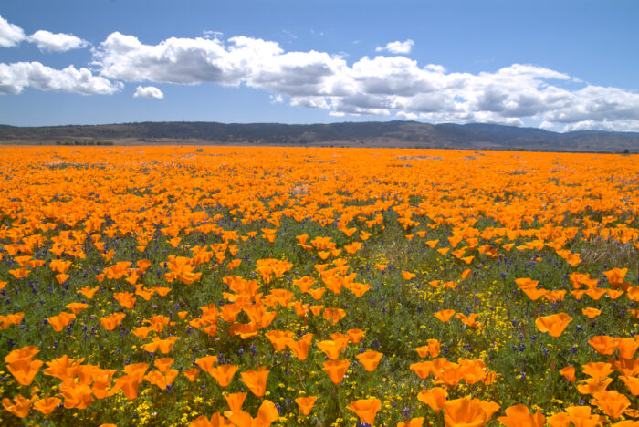 MEADOW OF GOLDEN POPPIES, LUPIN, FIDDLENECK AND GOLDENFIELDS