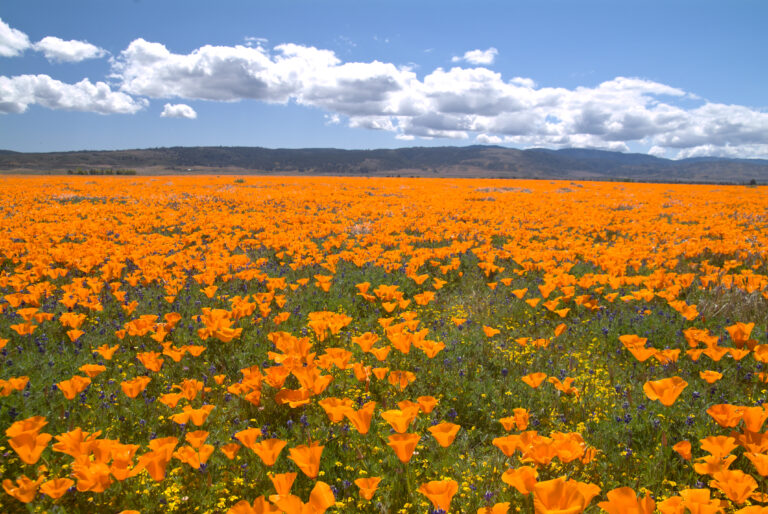 MEADOW OF GOLDEN POPPIES, LUPIN, FIDDLENECK AND GOLDENFIELDS