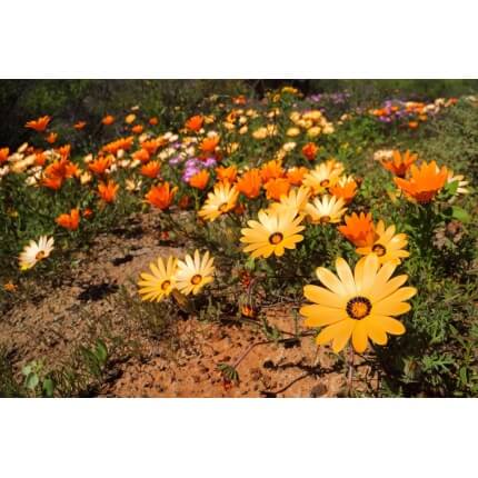 African Daisy-4550