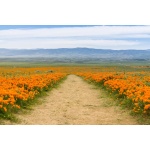 California Poppy-5353