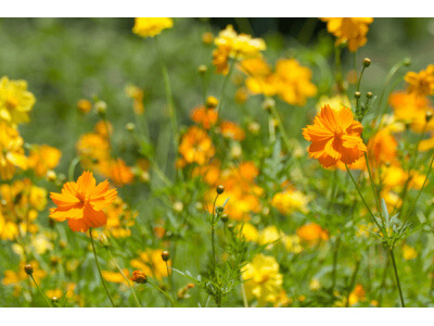 Sulphur Cosmos-1216