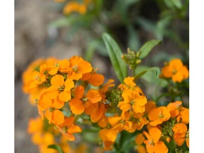 Wallflower-4539