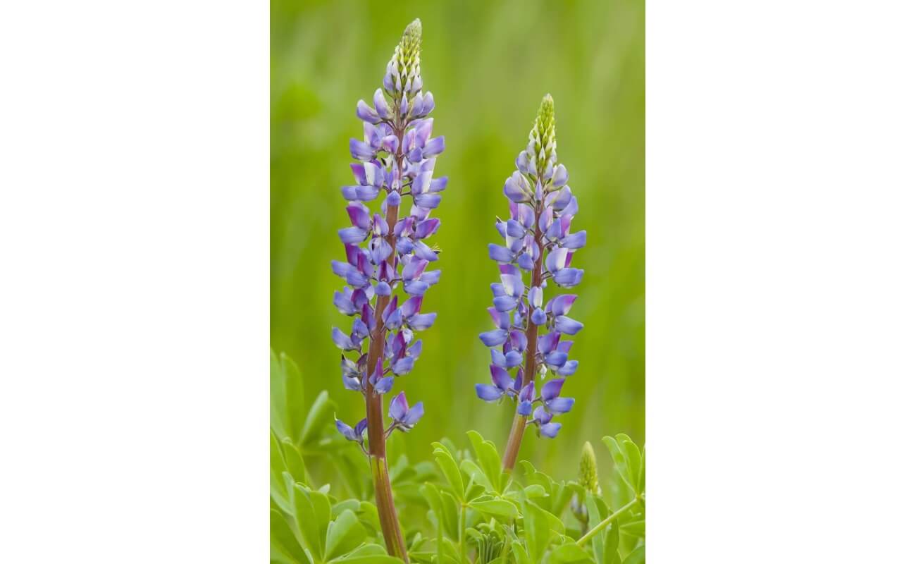 Arizona Lupine-1307