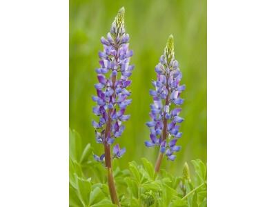 Arizona Lupine-1307