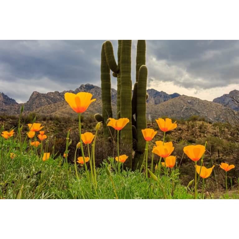 Arizona Poppy-1303