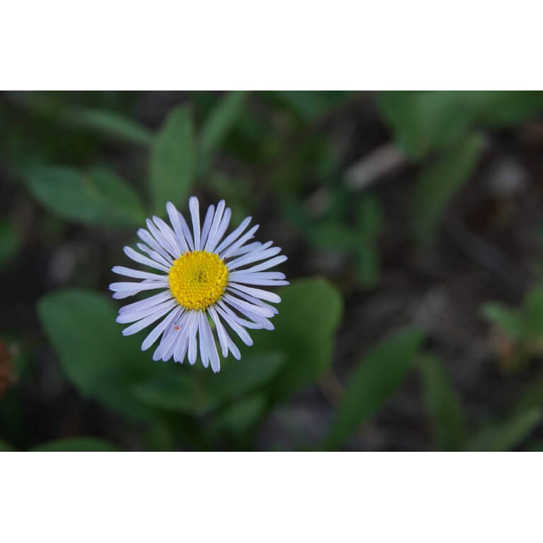 Aspen Daisy-1295