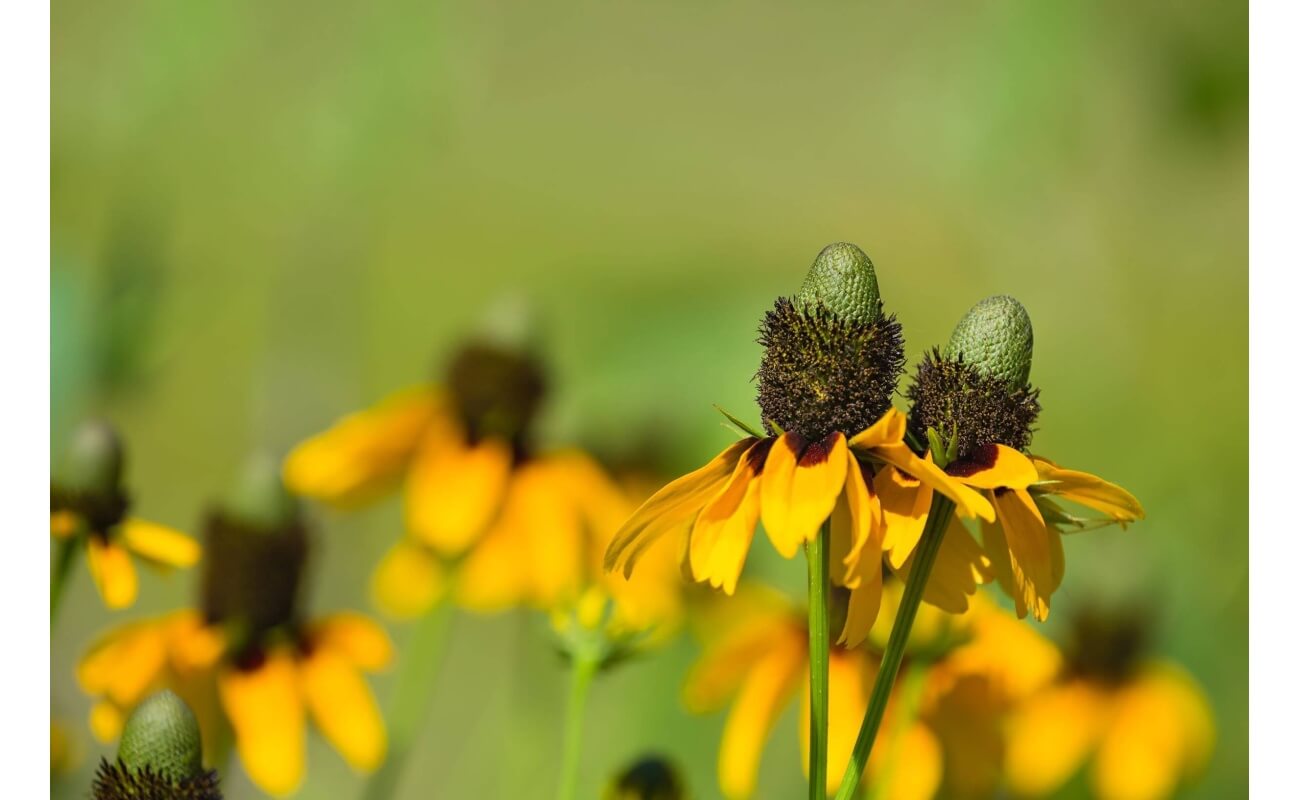 Clasping Coneflower-1285