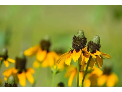 Clasping Coneflower-1285