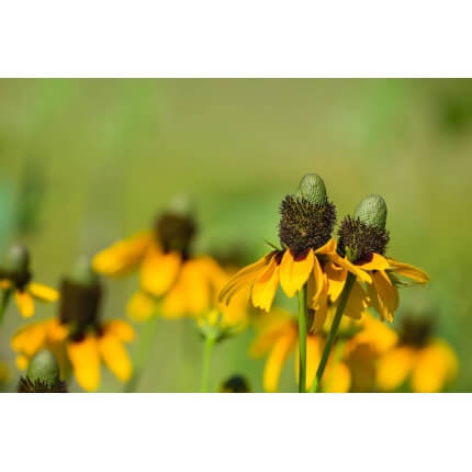 Clasping Coneflower-1285