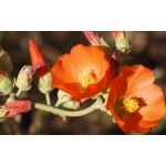 Desert Globemallow-1196