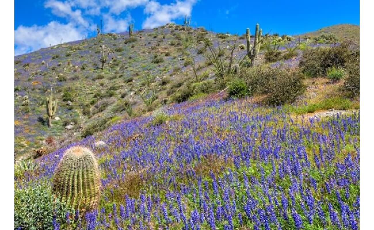 Desert Lupine-1309