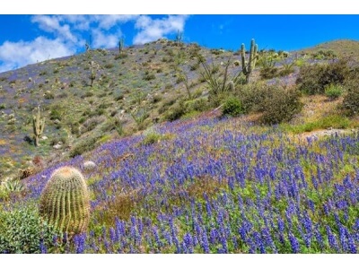 Desert Lupine-1309