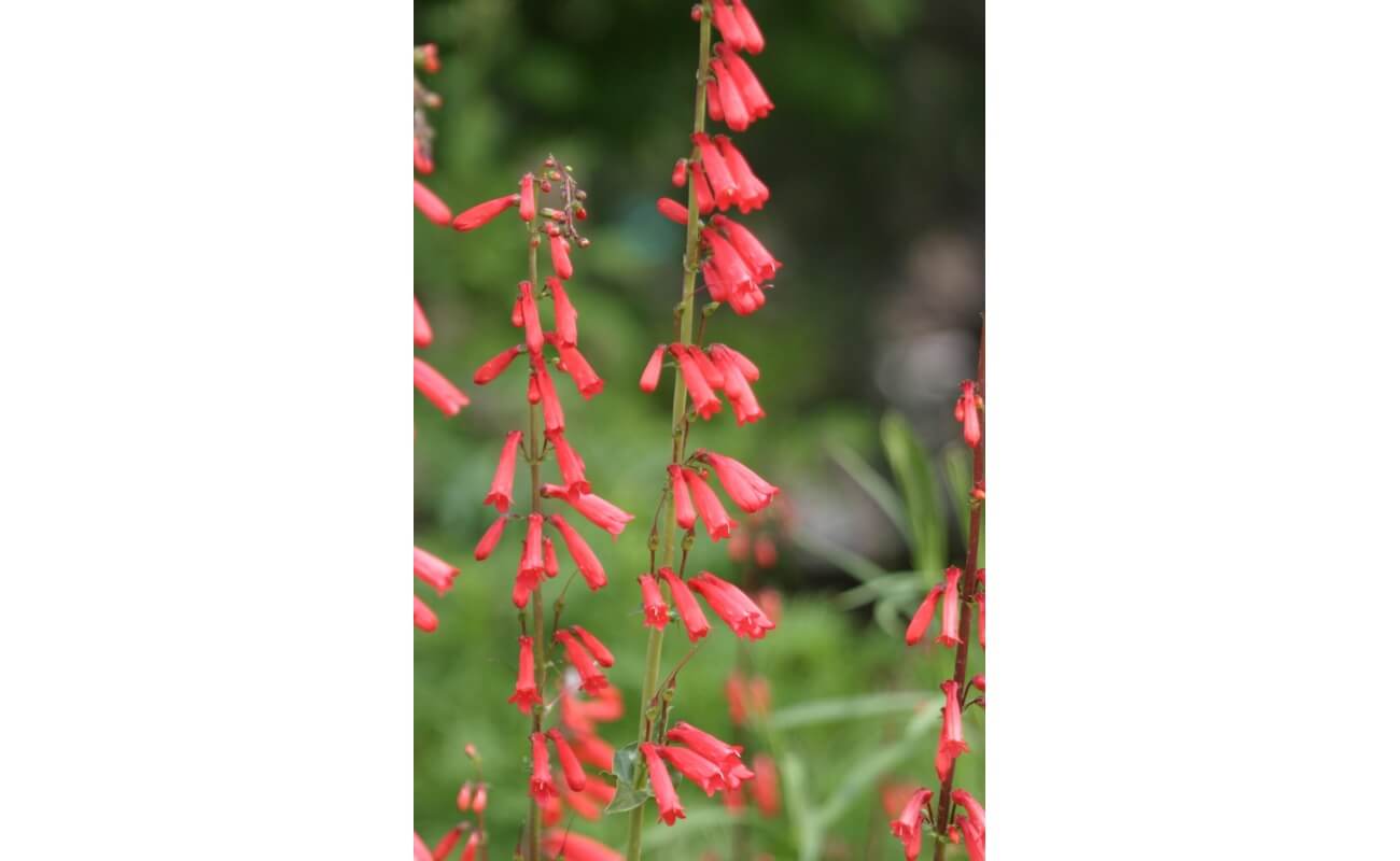 Firecracker Penstemon -1202