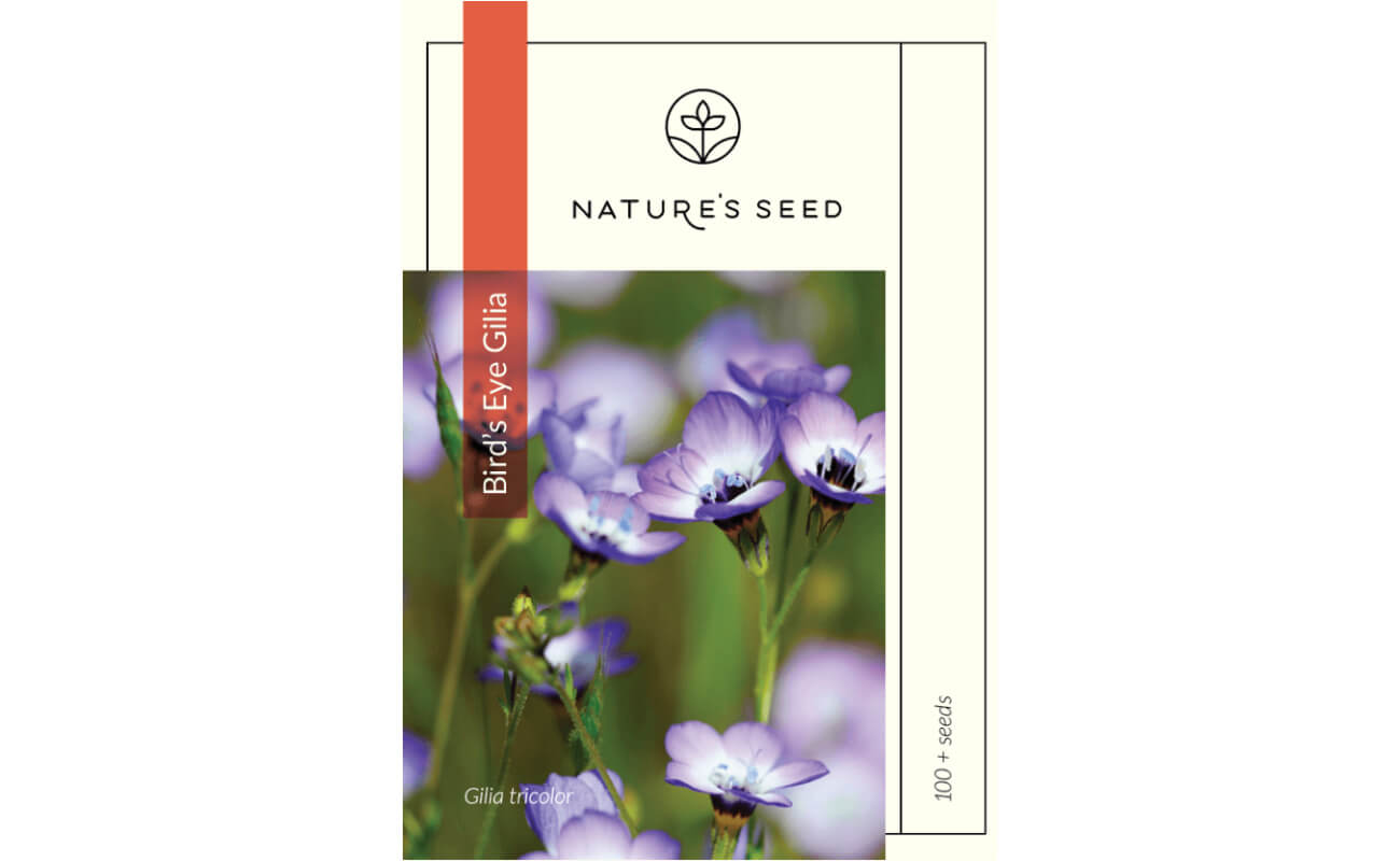 Bird’s Eye Gilia-0