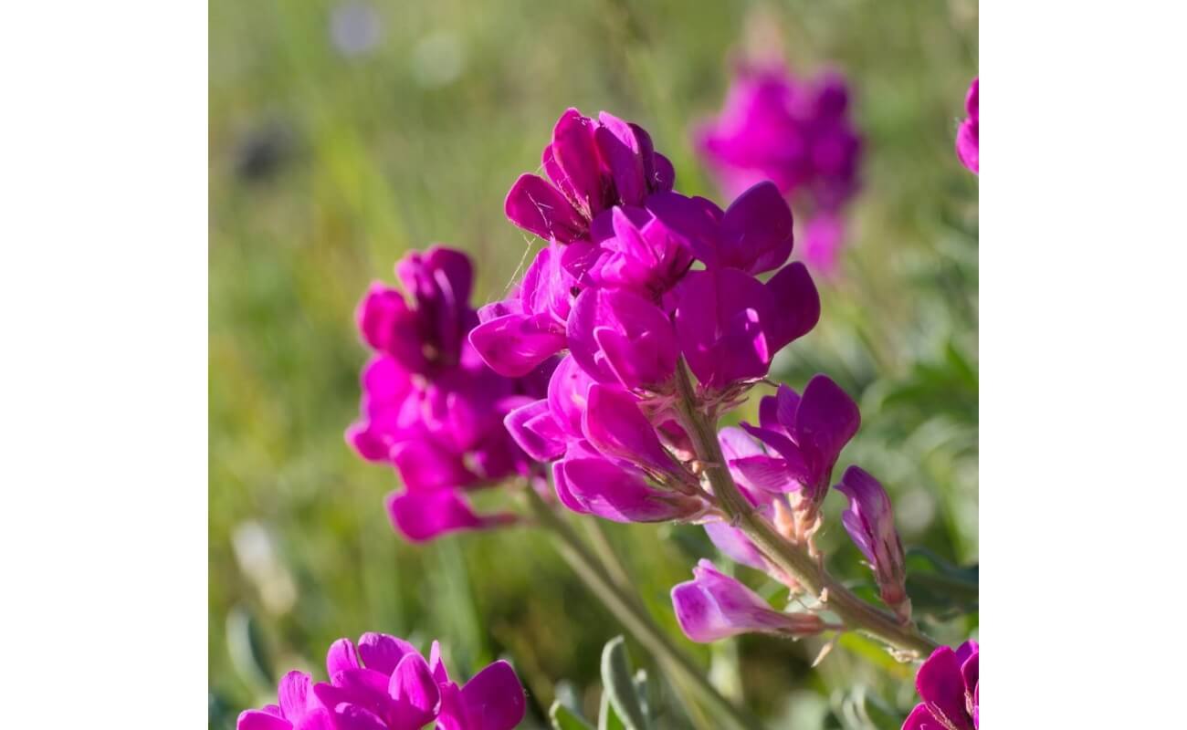 Utah Sweetvetch-1283