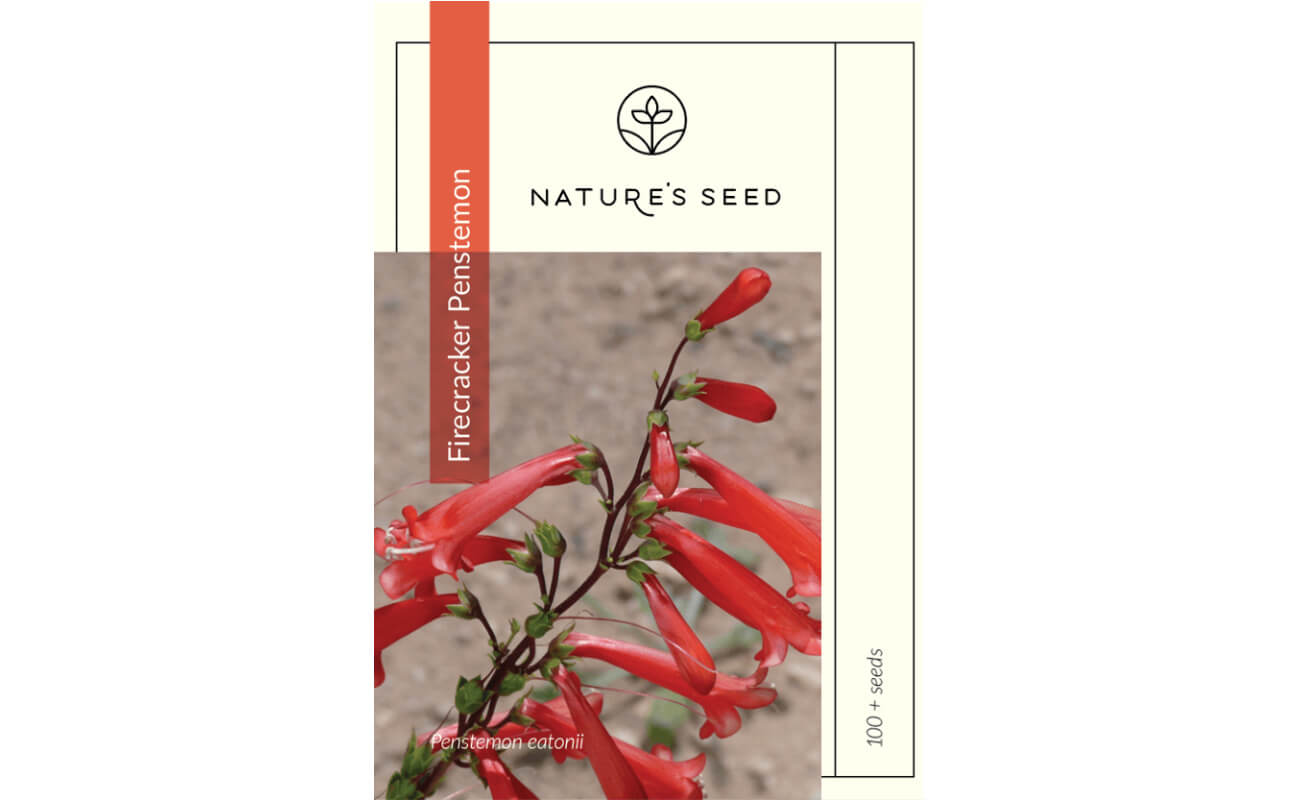 Firecracker Penstemon -0