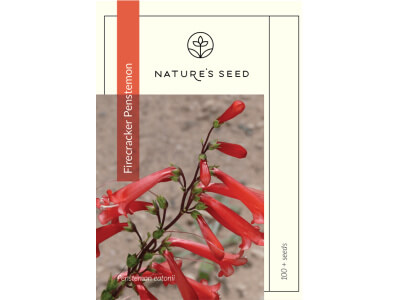Firecracker Penstemon -0
