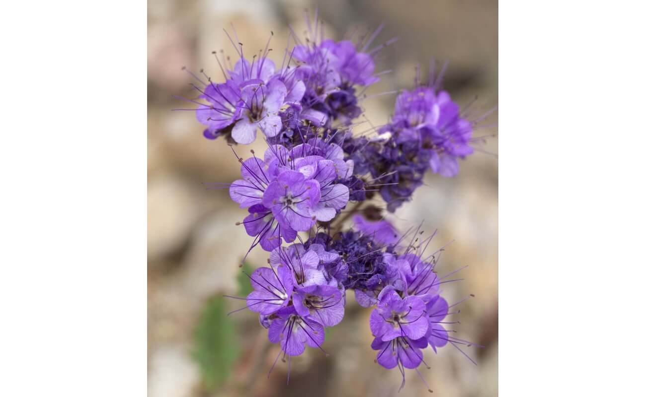 Desert Bluebells-1313