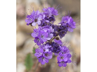 Desert Bluebells-1313