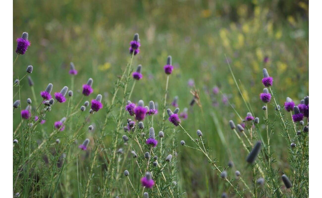 Purple Prairie Clover-1289