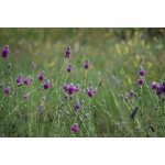 Purple Prairie Clover-1289