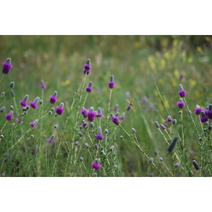 Purple Prairie Clover-1289