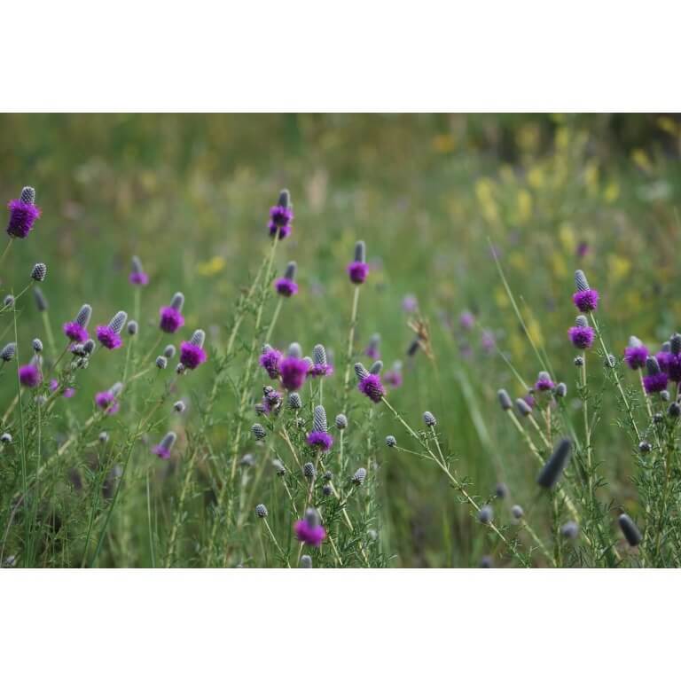 Purple Prairie Clover-1289