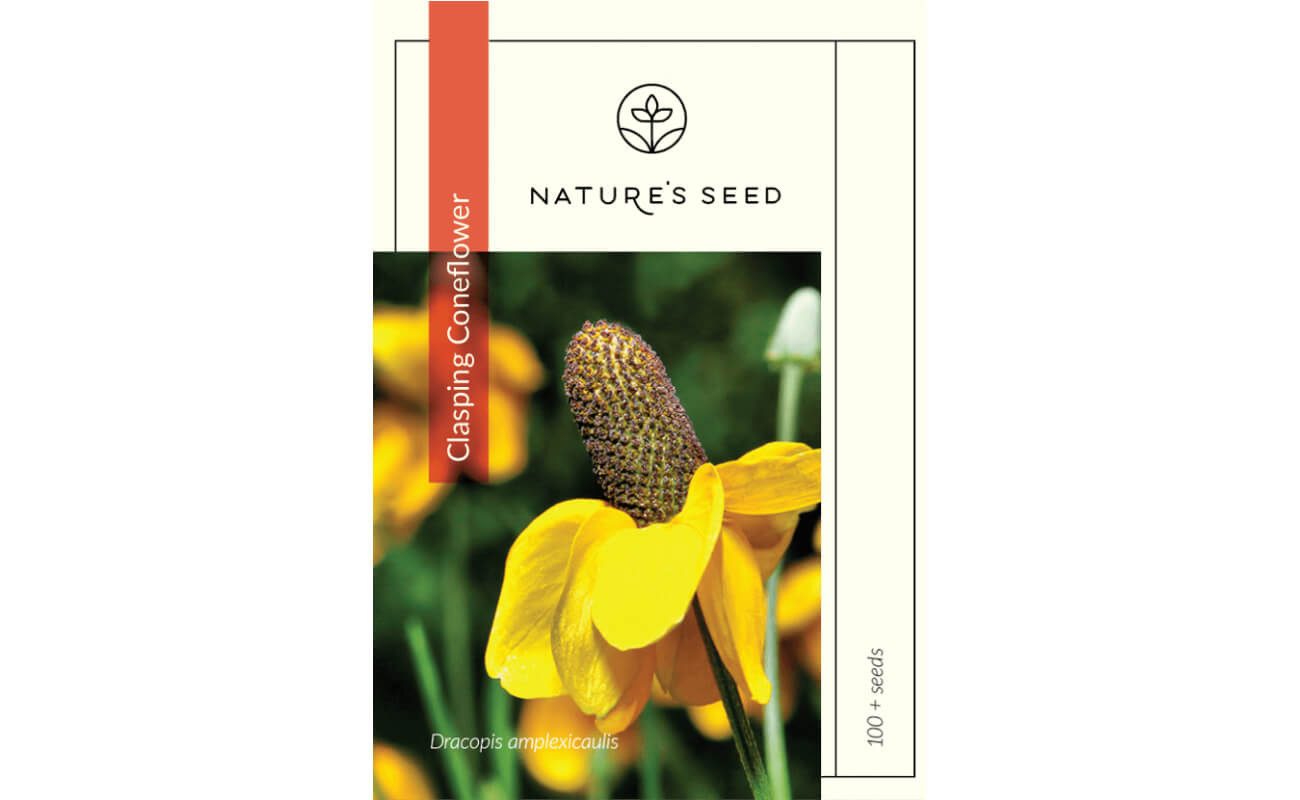 Clasping Coneflower-0