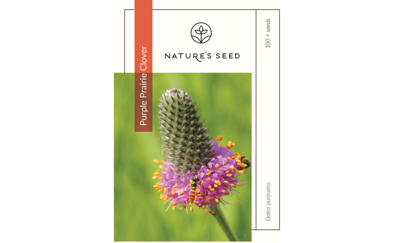 Purple Prairie Clover-0