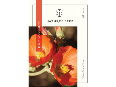 Desert Globemallow-0