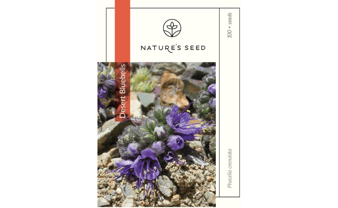 Desert Bluebells-0