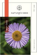 Aspen Daisy-0