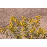 Desert Senna-4559