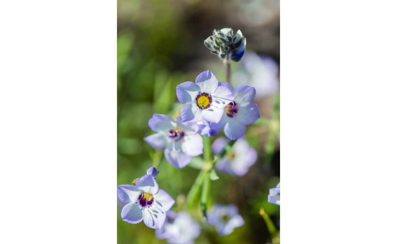 Bird’s Eye Gilia-4549