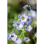 Bird’s Eye Gilia-4549