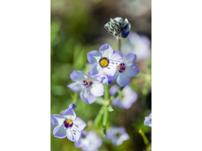 Bird’s Eye Gilia-4549