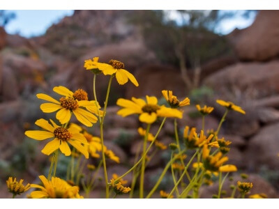 Brittlebush-4554