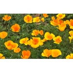 Mexican Gold Poppy-5350