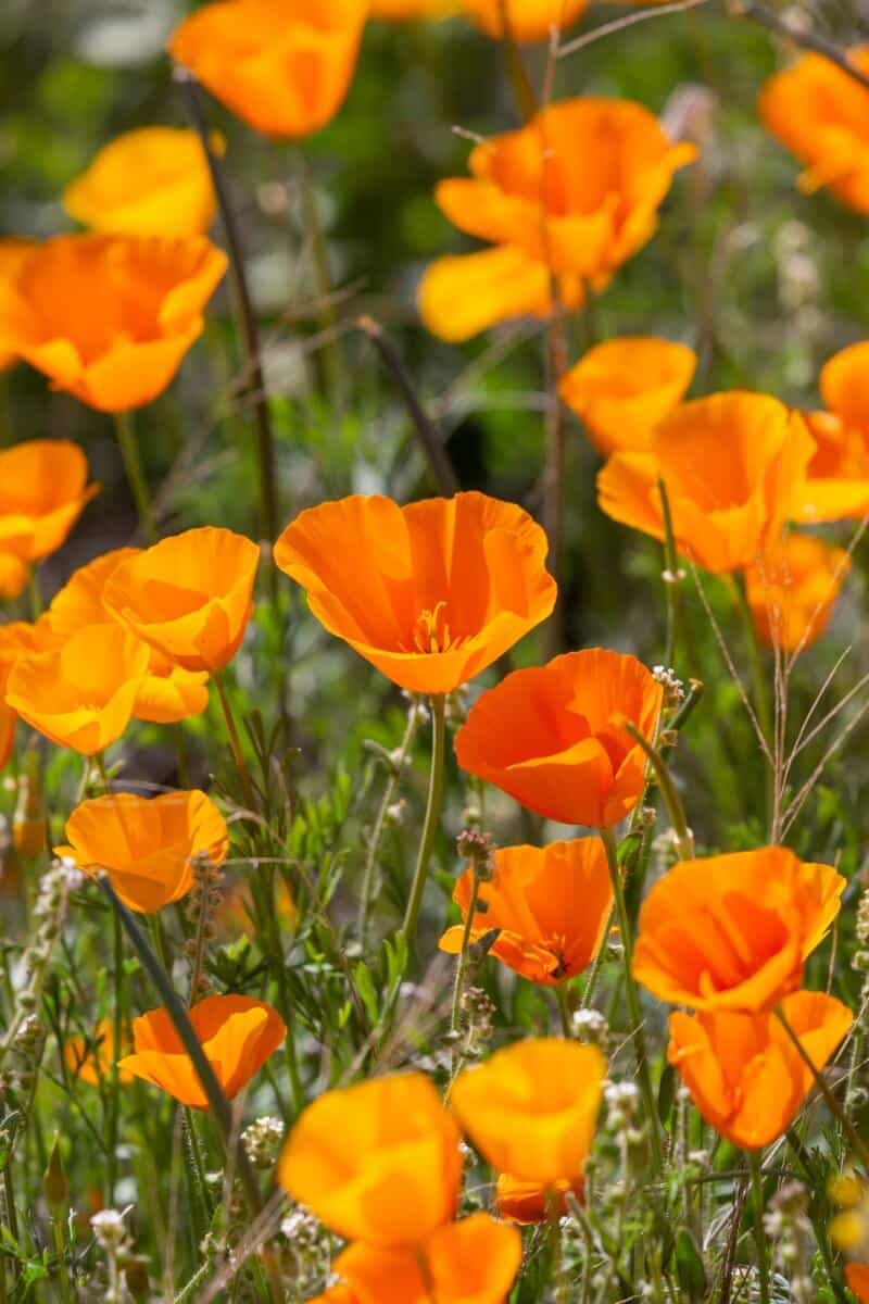 Mexican Gold Poppy Wildflower Seeds